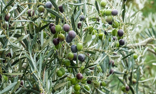 ACEITUNA01