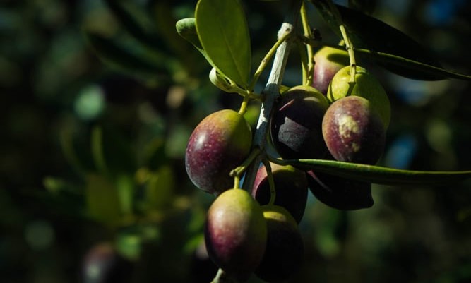ACEITUNA04