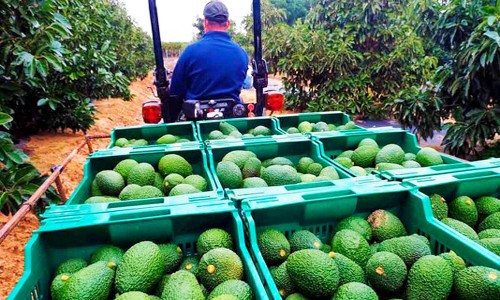 PALTA01