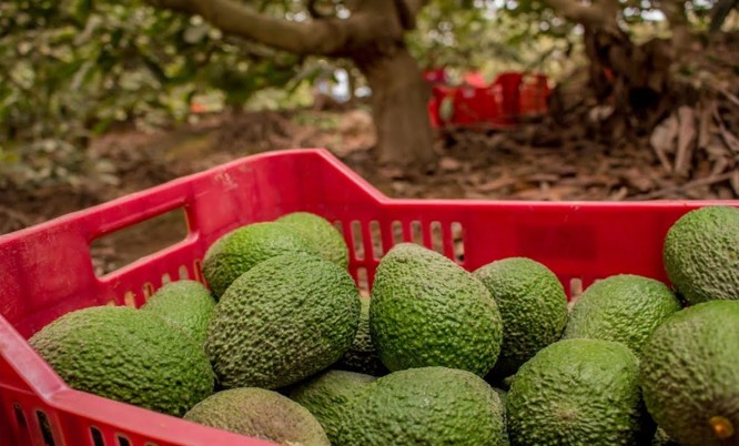 PALTA02