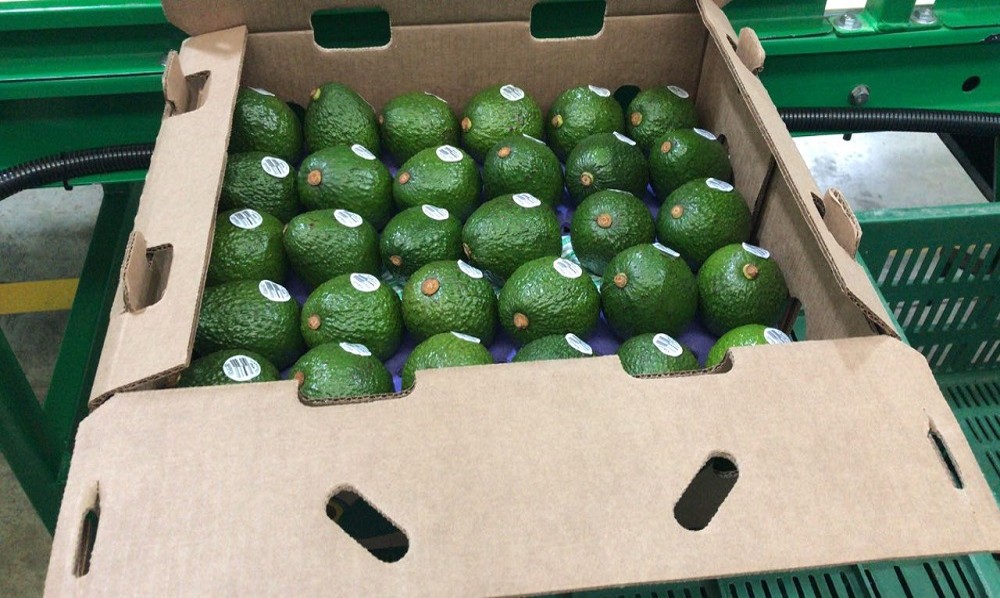 PALTA03