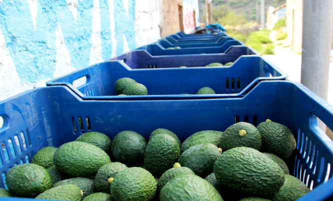 PALTA04