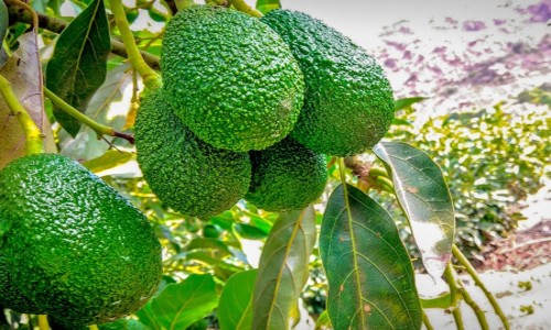 PALTA06